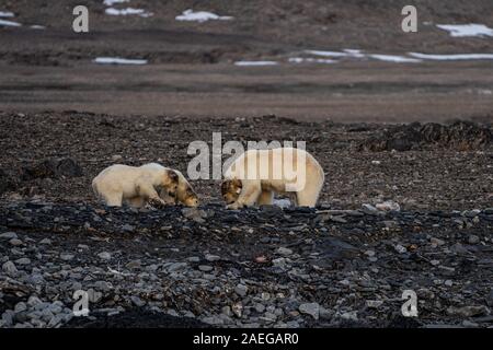 Mutter und zwei Polar bear Cubs (Ursus maritimus) in Spitzbergen, Svalbard, Norwegen Stockfoto