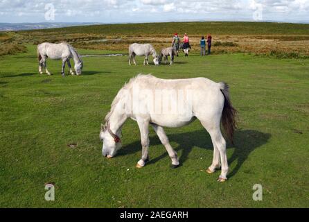 Wilde Pferde auf der Gower-Halbinsel in Wales, Großbritannien, walisische Landschaftponys britische Natur Stockfoto