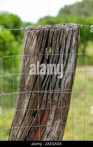 Stacheldraht und Fechten net auf eine Unterstützung der Stamm eines sehr alten Baum. Close-up Stockfoto