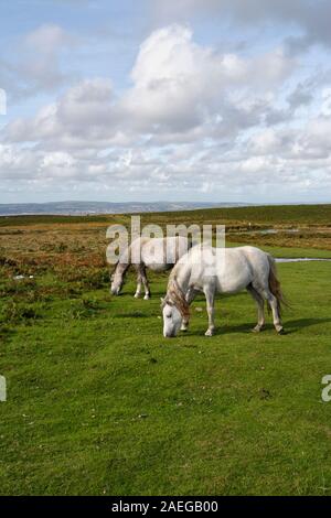 Wilde Pferde auf der Gower-Halbinsel in Wales, Großbritannien, walisische Landschaftponys britische Natur Stockfoto