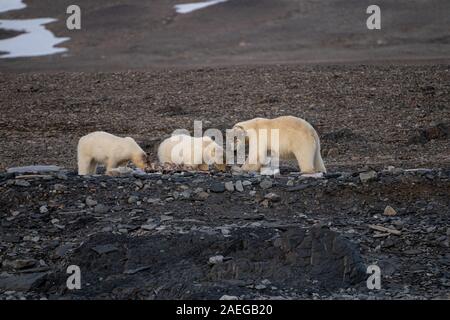 Mutter und zwei Polar bear Cubs (Ursus maritimus) in Spitzbergen, Svalbard, Norwegen Stockfoto