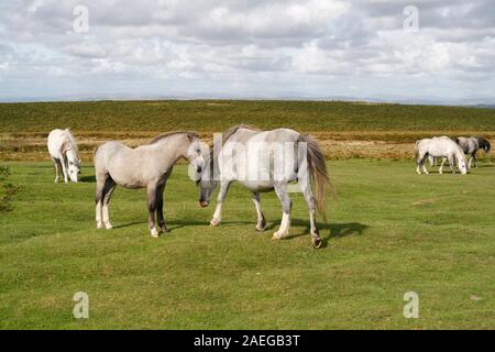 Wilde Pferde auf der Gower-Halbinsel in Wales, Großbritannien, walisische Landschaftponys britische Natur Stockfoto