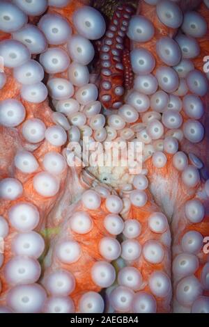 Octopus unter Mund Stockfoto