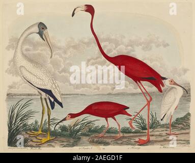 John G Warnicke nach Alexander Wilson, Holz Ibis, Scarlet Ibis, Flamingo, und weiße Ibis, veröffentlicht 1808-1814 Holz Ibis, Scarlet Ibis, Flamingo, und weiße Ibis; Veröffentlichte 1808-1814 Stockfoto