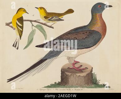 John G Warnicke nach Alexander Wilson, Passenger Pigeon, Blau - Berg Grasmücke, und Hemlock Warbler, veröffentlicht 1808-1814 Passenger Pigeon, Blau - Berg Grasmücke, und Hemlock Warbler; Veröffentlichte 1808-1814 Stockfoto