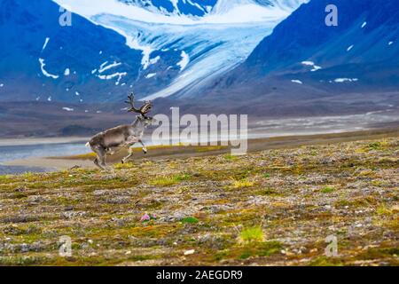Ein männlicher Svalbard Rentier (Rangifer tarandus platyrhynchus) in der Tundra im Sommer mit seinem Geweih noch in Samt. Diese Pflanzen fressende SÄUGETIER ist der Sm Stockfoto