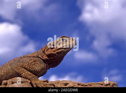 Roughtail rock Agama (Laudakia stellio), Aalen in der Sonne auf einem Felsen, fotografiert in Israel. Stockfoto