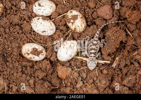 Roughtail rock Agama (Laudakia stellio) mit Eier in seinem Nest, fotografiert in Israel. Stockfoto