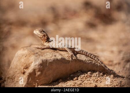 Roughtail rock Agama (Laudakia stellio), Aalen in der Sonne auf einem Felsen, fotografiert in Israel. Stockfoto