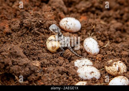 Roughtail rock Agama (Laudakia stellio) mit Eier in seinem Nest, fotografiert in Israel. Stockfoto