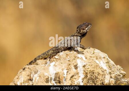 Roughtail rock Agama (Laudakia stellio), Aalen in der Sonne auf einem Felsen, fotografiert in Israel. Stockfoto