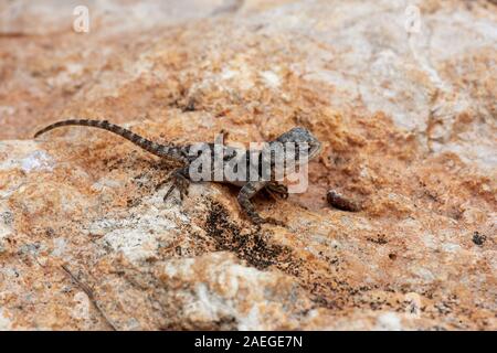 Roughtail rock Agama (Laudakia stellio), Aalen in der Sonne auf einem Felsen, fotografiert in Israel. Stockfoto