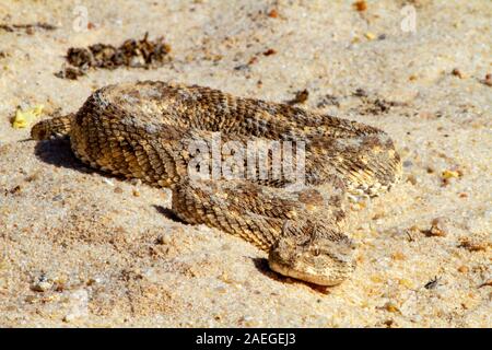 Cerastes cerastes ist eine giftige Viper die Tierarten, die Wüsten Nordafrikas und Teilen des Nahen Ostens. Sie sind häufig leicht erkannt Stockfoto