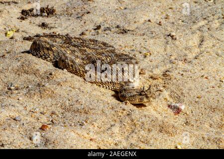 Cerastes cerastes ist eine giftige Viper die Tierarten, die Wüsten Nordafrikas und Teilen des Nahen Ostens. Sie sind häufig leicht erkannt Stockfoto