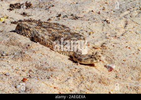 Cerastes cerastes ist eine giftige Viper die Tierarten, die Wüsten Nordafrikas und Teilen des Nahen Ostens. Sie sind häufig leicht erkannt Stockfoto