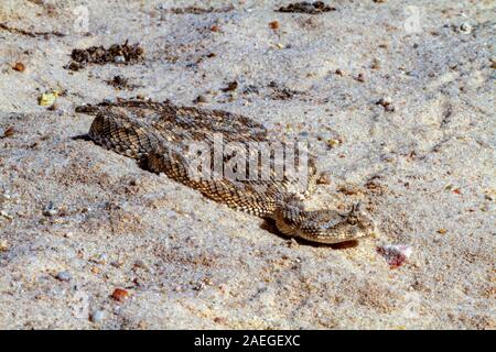 Cerastes cerastes ist eine giftige Viper die Tierarten, die Wüsten Nordafrikas und Teilen des Nahen Ostens. Sie sind häufig leicht erkannt Stockfoto