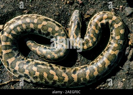 Javelin Sand boa (Eryx jaculus) im Sand. Diese Schlange ist in Osteuropa, im Kaukasus, im Nahen Osten und in Afrika. In Israel fotografiert. Stockfoto