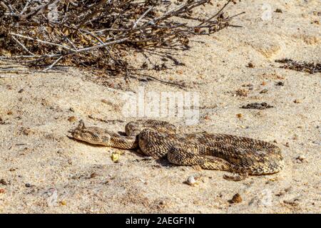 Cerastes cerastes ist eine giftige Viper die Tierarten, die Wüsten Nordafrikas und Teilen des Nahen Ostens. Sie sind häufig leicht erkannt Stockfoto