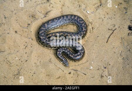 Javelin Sand boa (Eryx jaculus) im Sand. Diese Schlange ist in Osteuropa, im Kaukasus, im Nahen Osten und in Afrika. In Israel fotografiert. Stockfoto