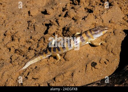 Sandfish (Scincus scincus) ist eine Pflanzenart aus der Gattung der skink, gräbt sich in den Sand und schwimmt durch es. Sie ist heimisch in Nordafrika und im südwestlichen Asien. Stockfoto