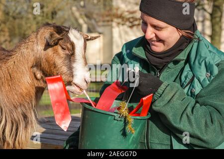 ZSL Whipsnade Zoo, UK, 09. Dez 2019. Ziege "Kallisti" (nach dem Spiel der Throne Figur namens) glücklich verstaut, mit keeper Catherine Doherty. Truppe der Zoo von zwergziegen haben eine großartige Zeit Nibbeln auf Ihre weihnachtliche Köstlichkeiten, während keepers Catherine Doherty und Stacey Barker. Lemuren, Nashörner, Löwen und Zwergziegen alle aufwachen, um eine festliche Überraschung wie die Hüter vor Weihnachten mit den Tieren im ZSL Whipsnade Zoo zu feiern. Credit: Imageplotter/Alamy leben Nachrichten Stockfoto