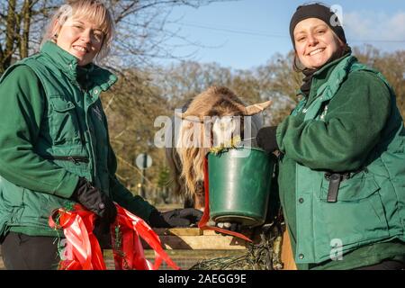 ZSL Whipsnade Zoo, UK, 09. Dez 2019. Ziege "Kallisti" (nach dem Spiel der Throne Figur namens) glücklich verstaut, mit keeper Catherine Doherty (rechts) und Stacey Barker (links). Truppe der Zoo von zwergziegen haben eine großartige Zeit Nibbeln auf Ihre weihnachtliche Köstlichkeiten. Lemuren, Nashörner, Löwen und Zwergziegen alle aufwachen, um eine festliche Überraschung wie die Hüter vor Weihnachten mit den Tieren im ZSL Whipsnade Zoo zu feiern. Credit: Imageplotter/Alamy leben Nachrichten Stockfoto