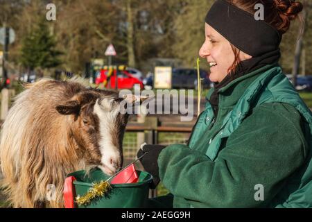 ZSL Whipsnade Zoo, UK, 09. Dez 2019. Ziege "Kallisti" (nach dem Spiel der Throne Figur namens) glücklich verstaut, mit keeper Catherine Doherty. Truppe der Zoo von zwergziegen haben eine großartige Zeit Nibbeln auf Ihre weihnachtliche Köstlichkeiten, während keepers Catherine Doherty und Stacey Barker. Lemuren, Nashörner, Löwen und Zwergziegen alle aufwachen, um eine festliche Überraschung wie die Hüter vor Weihnachten mit den Tieren im ZSL Whipsnade Zoo zu feiern. Credit: Imageplotter/Alamy leben Nachrichten Stockfoto