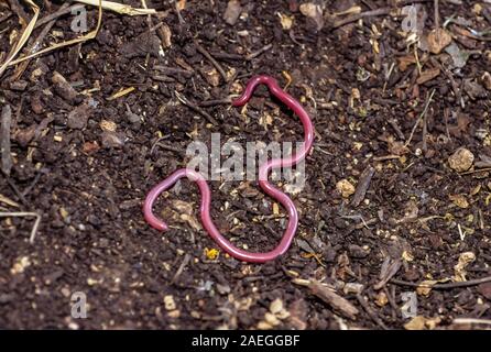 Simonii Letheobia ist eine blinde Schlange Arten endemisch in den Nahen Osten. In Israel fotografiert. Stockfoto