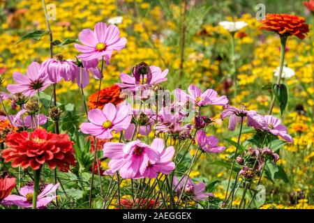 Blumen am Gartenrand mehrfarbiges Bett Sommerblumen am Rand Kosmos Bettwäsche Stockfoto