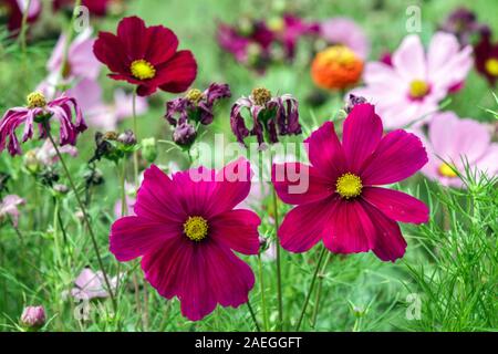 Gartenbett mexikanisches Aster Garten Kosmos Blumen im Garten Rote Blumen Cosmos bipinnatus Buntes Blumenbeet Sommer Blumenbeet Garten Bunte jährliche Stockfoto