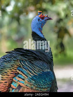 Close-up auf eine wilde Türkei (pfauentruthuhn, Meleagris ocellata) Archäologische Stätte Tikal, Guatemala. Stockfoto