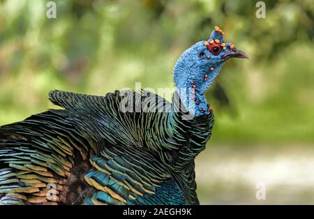 Close-up auf eine wilde Türkei (pfauentruthuhn, Meleagris ocellata) Archäologische Stätte Tikal, Guatemala. Stockfoto