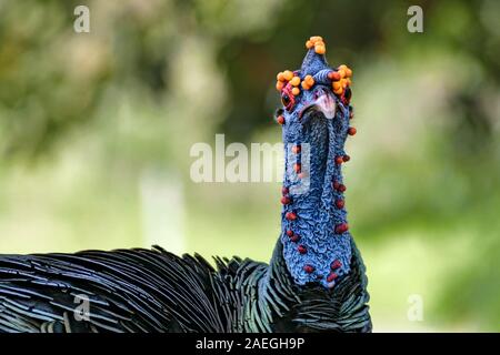 Close-up auf eine wilde Türkei (pfauentruthuhn, Meleagris ocellata) Archäologische Stätte Tikal, Guatemala. Stockfoto