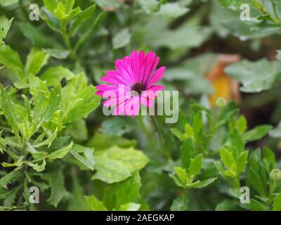 Gerbera, Barberton daisy rosa Farbe auf entgratet der Natur Hintergrund Platz für Kopie schreiben Stockfoto