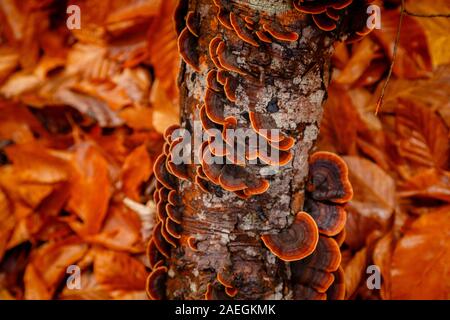 Unbesäumte Pilze wachsen auf einem Baumstamm, auf dem Stamm. Nahaufnahme auf dem Baum war im Herbst Tönen gehalten. Das Bild zeigt die Ruhe und Idylle des Waldes Stockfoto