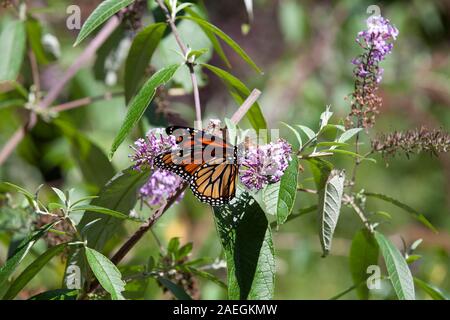 Ein Monarch butterfly auf ein Schmetterling Bush im Staat New York. Stockfoto