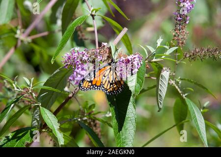 Ein Monarch butterfly auf ein Schmetterling Bush im Staat New York. Stockfoto