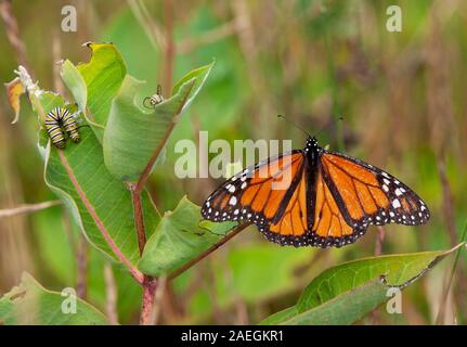 Ein Monarch butterfly und Larven in Maine milkweed. Stockfoto