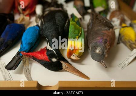 Exemplare der ausgestorbenen Vögel im Field Museum of Natural History, Chicago, USA. L bis R: Ivory-billed woodpecker, Carolina parakeet, Passagier Taube. Stockfoto