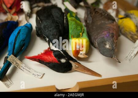 Exemplare der ausgestorbenen Vögel im Field Museum of Natural History, Chicago, USA. L bis R: Ivory-billed woodpecker, Carolina parakeet, Passagier Taube. Stockfoto