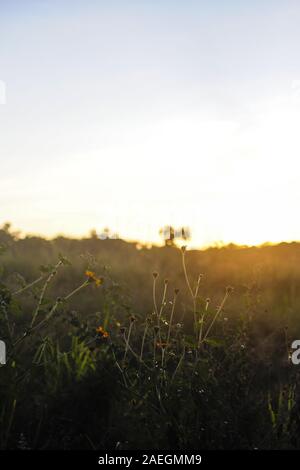 Dezember 9, 2019, La Libertad, El Salvador: Sonnenblumen werden gesehen, wie die Sonne von La Libertad Department, El Salvador (Credit Bild: © camilo Freedman/ZUMA Draht) Stockfoto