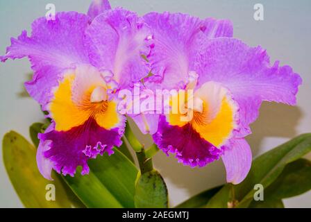 Rosa Cattleya Blume Stockfoto