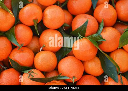 Bündel von Orangen, frisch Mandarinen auf einem Markt Stockfoto