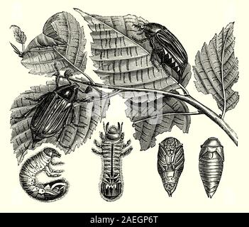 Erwachsene, Larve und Nymphe der Maikäfer, umgangssprachlich: Maybug oder DOODLEBUG, ist eine Europäische Käfer der Gattung Melolontha, in der Familie Scarabaeidae. Einmal reichlich vorhanden in ganz Europa und ein bedeutender Schädling in der Zeitschrift Jahre 'Masse Flug', wenn es zerstört Plantagen, hatte es fast in der Mitte des 20. Jahrhunderts durch die extensive Nutzung von Pestiziden ausgerottet worden, jedoch, da eine Erhöhung der in der Verordnung der Schädlingsbekämpfung seit Beginn der 1980er Jahre, seine Zahlen begonnen haben, wieder zu wachsen.