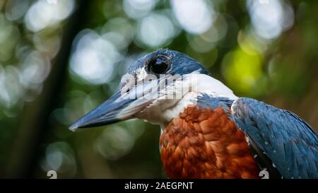 Detailansicht eines männlichen beringt Kingfisher (Megaceryle torquata) mit schönen grünen Bokeh als Hintergrund. Stockfoto