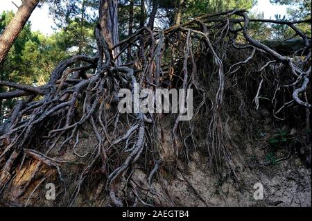 Freiliegende Wurzeln von Kiefern, holkham Beach, North Norfolk, England Stockfoto