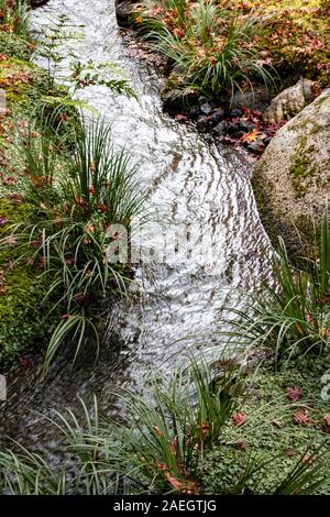 Strom im Garten, ursprünglich von Musō Soseki, der Tenryū-ji Zen-buddhistischen Tempel, Kyoto, Japan Stockfoto