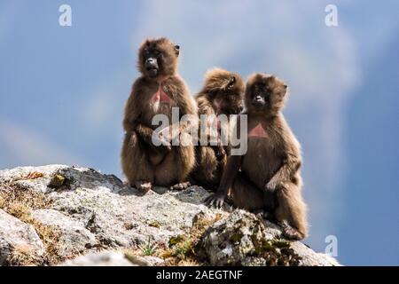 Junge männliche Gelada Paviane, Simien Mountains National Park, Äthiopien. Stockfoto