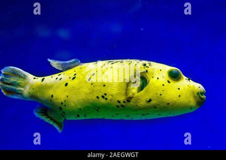 Fugu Fisch in den natürlichen Bedingungen Stockfoto