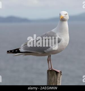 Seagull sich auf hölzernen Pfosten an der Küste, Ballyferriter in der Grafschaft Kerry, Irland Stockfoto